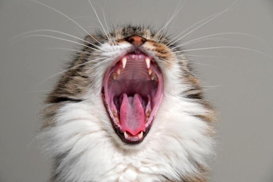 Cat tooth decay outlet treatment cost